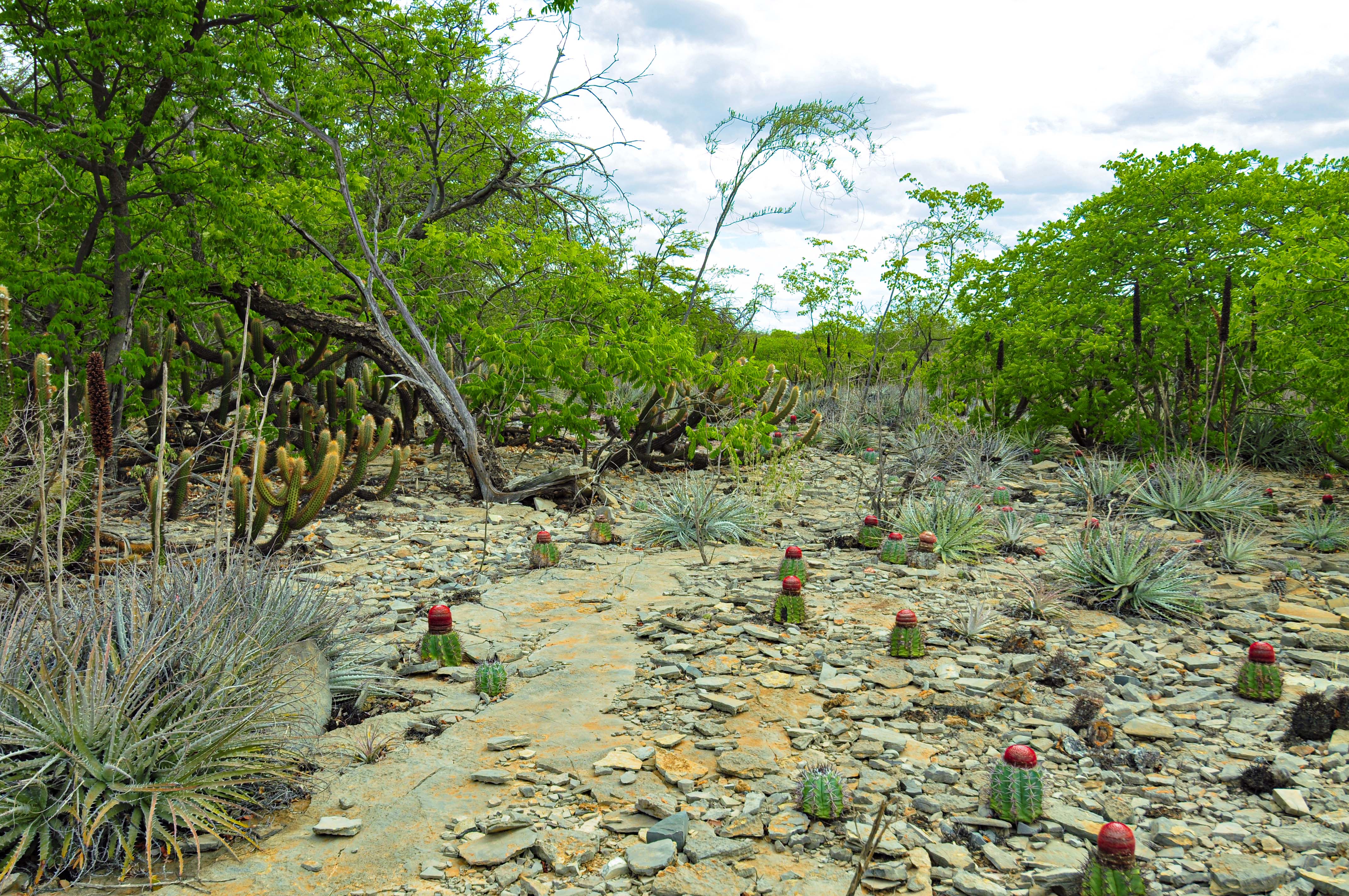 Seasonally dry ecosystem field site